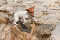 Small Jack Russell terrier playing in shallow river on sunny day, jumping over stones, drops splashing around