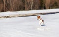 Small Jack Russell terrier playing in snow by the river on sunny day, looking curious, one feet up Royalty Free Stock Photo