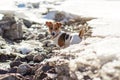 Small Jack Russell terrier plays by the river where snow melts on the sun