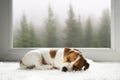 Small Jack Russell Terrier puppy sleeping