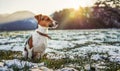 Small Jack Russell terrier sits on green grass meadow with patches of snow during freezing winter day, sun shines over hills Royalty Free Stock Photo