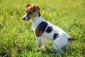 Small Jack Russell terrier sitting in the low grass, sun shining on her, side view Royalty Free Stock Photo