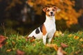 Small Jack Russell terrier sitting on meadow in autumn, yellow and orange blurred trees background.