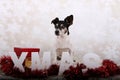 Small jack russell terrier is sitting in the studio witch christmas decoration