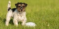 Small cute tricolor Jack Russell Terrier is standing at a bullet and is waiting. Sporty obedient dog in training