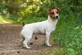 Small Jack Russell terrier standing on forest footpath, view from side, her fur still little wet from swimming in river