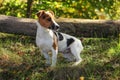 Small Jack Russell terrier standing in low forest grass, sun shining on her head Royalty Free Stock Photo