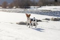 Small Jack Russell terrier standing on snow covered river during sunny day, curious one leg up, looking to camera Royalty Free Stock Photo