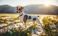 Small Jack Russell terrier stands on green grass meadow with patches of snow during freezing winter day, sun shines over hills Royalty Free Stock Photo