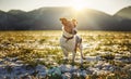 Small Jack Russell terrier stands on green grass meadow with patches of snow during freezing winter day, sun shines over hills Royalty Free Stock Photo