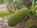 Small jackfruit