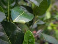 Small Jackfruit Growing
