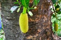 Small green grunge jackfruit hanging on big tree in garden. oval shape tropical fruit growing in natural. tiny sweet dessert food