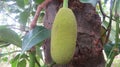 Small jackfruit in  jackfruit tree Royalty Free Stock Photo
