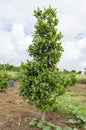 Small Jackfruit Tree