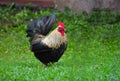 Small japanese bantam in a farm`s backyard