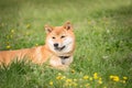 Small Japanese dog shiba inu lying in the grass and resting in the sun Royalty Free Stock Photo