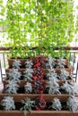 Small japanese garden with green wall outdoor Royalty Free Stock Photo