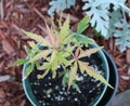 A Small Japanese Maple Tree with Green and Pink Leaves Royalty Free Stock Photo