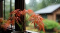 small Japanese maple tree with red leaves in a pot on the windowsill. Royalty Free Stock Photo