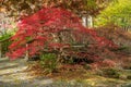 Small Japanese maple tree Royalty Free Stock Photo