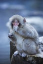 Small Japanese snow monkey at a hot spring Royalty Free Stock Photo