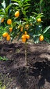 small Japanese tree with oranges. Rural scene. Royalty Free Stock Photo