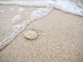 Small jelly fish on the sand beach Royalty Free Stock Photo