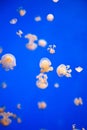 Small Jellyfish Royalty Free Stock Photo