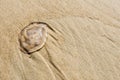 Small jellyfish on the beach at close Royalty Free Stock Photo