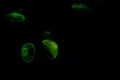 Small jellyfish in green light on black background. Royalty Free Stock Photo