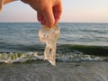 Small jellyfish in hands on the background of sand and sea.