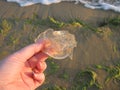 Small jellyfish in hands on the background of sand and sea.