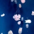 small jellyfish at the Jakarta Aquarium, Indonesia??