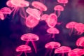 Small jellyfish - Pink glow light effect Royalty Free Stock Photo