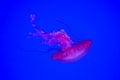 A small jellyfish queen Royalty Free Stock Photo