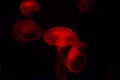 Small jellyfish in red light on black background. Royalty Free Stock Photo