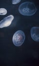 Small jellyfishes illuminated with blue light swimming in aquarium. Royalty Free Stock Photo