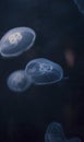 Small jellyfishes illuminated with blue light swimming in aquarium. Royalty Free Stock Photo