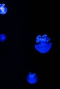 Small jellyfishes illuminated with blue light swimming in aquarium. Abstract background. Free  space for text Royalty Free Stock Photo