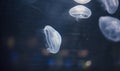 Small jellyfishes illuminated with blue light swimming in aquarium. Royalty Free Stock Photo