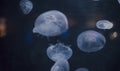 Small jellyfishes illuminated with blue light swimming in aquarium. Royalty Free Stock Photo
