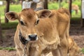 Small Jersey dairy heifer on a dairy farm