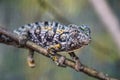 Small jewelled chameleon - Furcifer lateralis - walking over thin tree branch, closeup detail - only eye in focus