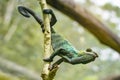 Small jewelled chameleon holding on tree twig, closeup detail Royalty Free Stock Photo