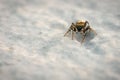 Small jumping spider Royalty Free Stock Photo