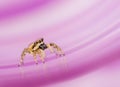 Small jumping spider Royalty Free Stock Photo