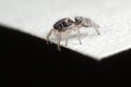 Small jumping spider on the bancnote edge Royalty Free Stock Photo
