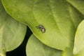 Small jumping spider with a beautiful color