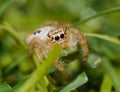 small jumping spider with big eyes Royalty Free Stock Photo
